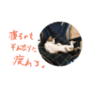 はまち vol.4（個別スタンプ：16）