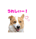 コーギーのチャコちゃん #4（個別スタンプ：4）