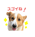 コーギーのチャコちゃん #4（個別スタンプ：15）