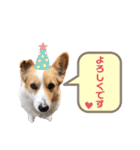 コーギーのチャコちゃん #4（個別スタンプ：21）