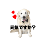 我が家のダンボ（個別スタンプ：1）