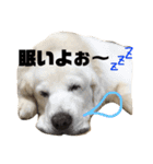 我が家のダンボ（個別スタンプ：3）