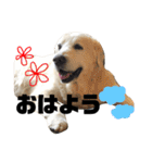 我が家のダンボ（個別スタンプ：10）