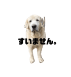 我が家のダンボ（個別スタンプ：17）