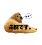 我が家のダンボ（個別スタンプ：20）