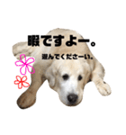 我が家のダンボ（個別スタンプ：28）