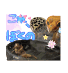 可愛い蜥蜴スタンプ♬︎♡（個別スタンプ：1）