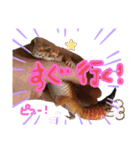可愛い蜥蜴スタンプ♬︎♡（個別スタンプ：5）