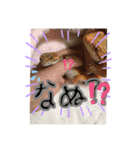 可愛い蜥蜴スタンプ♬︎♡（個別スタンプ：9）