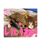 可愛い蜥蜴スタンプ♬︎♡（個別スタンプ：13）