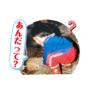 チビエリスタンプ（個別スタンプ：12）