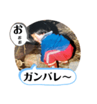 チビエリスタンプ（個別スタンプ：13）