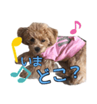 ポメラニアンとマルプー☆日常スタンプ（個別スタンプ：18）