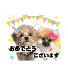 ポメラニアンとマルプー☆日常スタンプ（個別スタンプ：23）