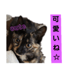 サビ猫ハピのスタンプ。（個別スタンプ：1）