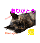 サビ猫ハピのスタンプ。（個別スタンプ：2）