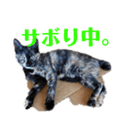 サビ猫ハピのスタンプ。（個別スタンプ：6）