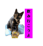 サビ猫ハピのスタンプ。（個別スタンプ：7）