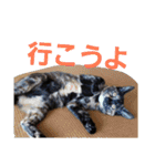 サビ猫ハピのスタンプ。（個別スタンプ：8）