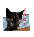 サビ猫ハピのスタンプ。（個別スタンプ：11）