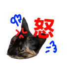 サビ猫ハピのスタンプ。（個別スタンプ：13）