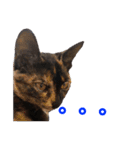 サビ猫ハピのスタンプ。（個別スタンプ：14）