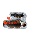 サビ猫ハピのスタンプ。（個別スタンプ：15）
