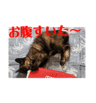 サビ猫ハピのスタンプ。（個別スタンプ：19）