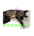 サビ猫ハピのスタンプ。（個別スタンプ：20）