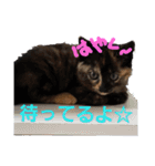 サビ猫ハピのスタンプ。（個別スタンプ：21）