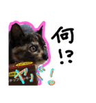 サビ猫ハピのスタンプ。（個別スタンプ：22）