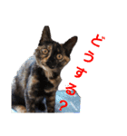 サビ猫ハピのスタンプ。（個別スタンプ：24）
