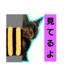 サビ猫ハピのスタンプ。（個別スタンプ：25）