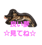 サビ猫ハピのスタンプ。（個別スタンプ：27）