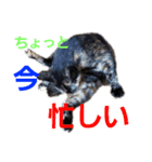 サビ猫ハピのスタンプ。（個別スタンプ：30）
