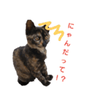 サビ猫ハピのスタンプ。（個別スタンプ：31）
