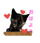 サビ猫ハピのスタンプ。（個別スタンプ：32）