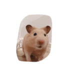 きなこ ハムスター（個別スタンプ：1）
