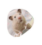 きなこ ハムスター（個別スタンプ：5）