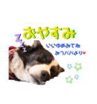 みつふわ毛のボーダーコリー（個別スタンプ：3）