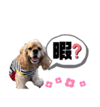 みつふわ毛のボーダーコリー（個別スタンプ：11）