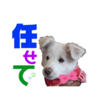 みつふわ毛のボーダーコリー（個別スタンプ：17）