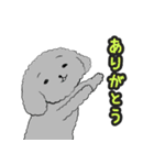 うちのトイプーのコロ（個別スタンプ：1）