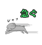 うちのトイプーのコロ（個別スタンプ：13）