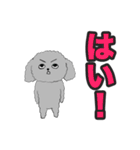 うちのトイプーのコロ（個別スタンプ：20）