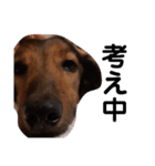 幸之助さん4（個別スタンプ：3）