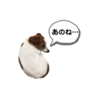 らむぱん 3（個別スタンプ：15）