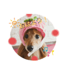 おいら。ココナツ！！（個別スタンプ：1）