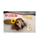 おいら。ココナツ！！（個別スタンプ：38）