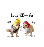 エイト＆ミミ（個別スタンプ：3）